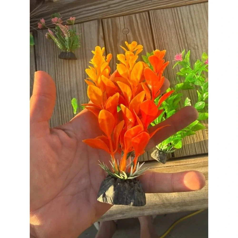 N/A betta orange aquatic
